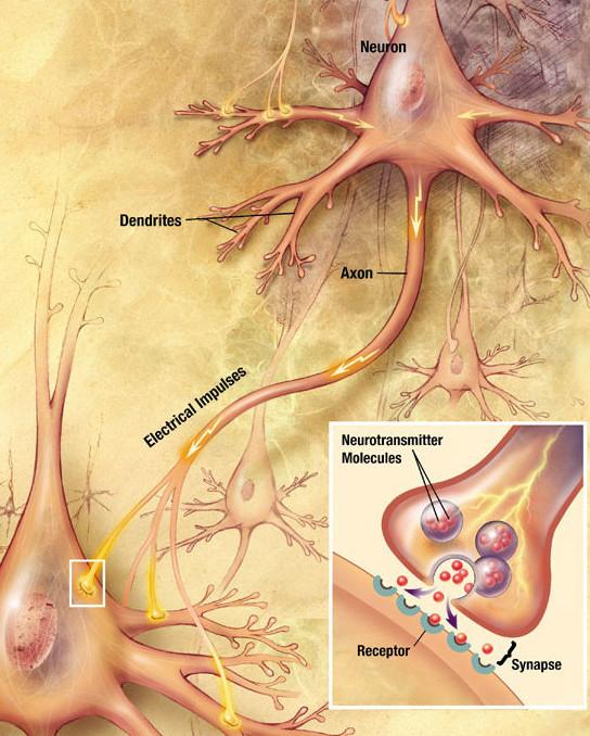 nöron-nedir